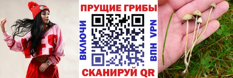 Купить закладки  Красноармейск  Псилоцибиновые грибы мицелий 